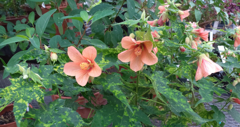 Abutilon hybridum