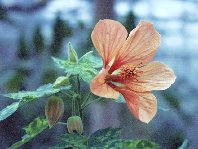 Abutilon hybridum
