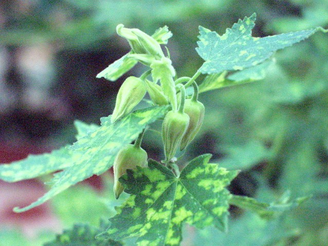 Abutilon hybridum