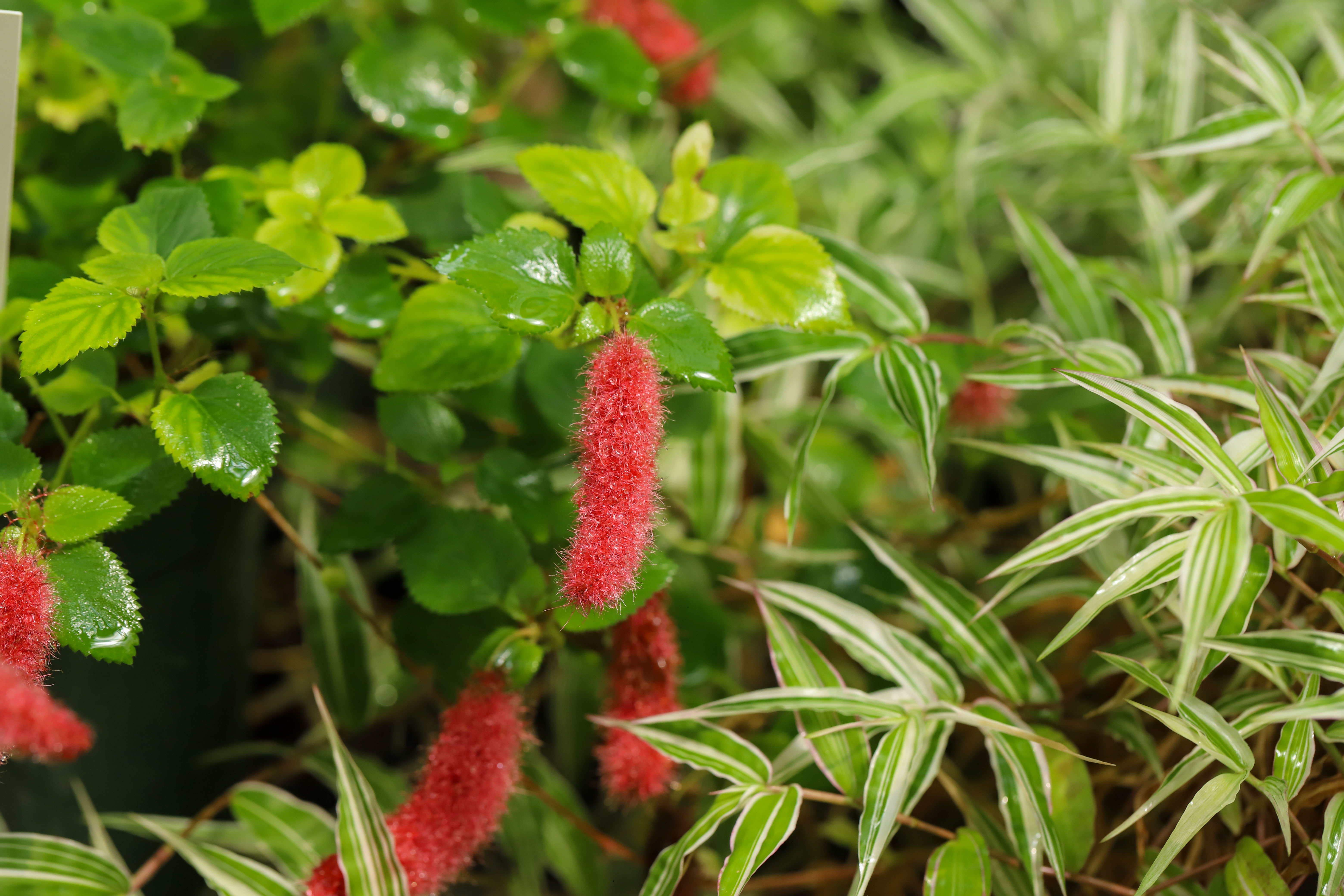 Acalypha chamaedrifolia