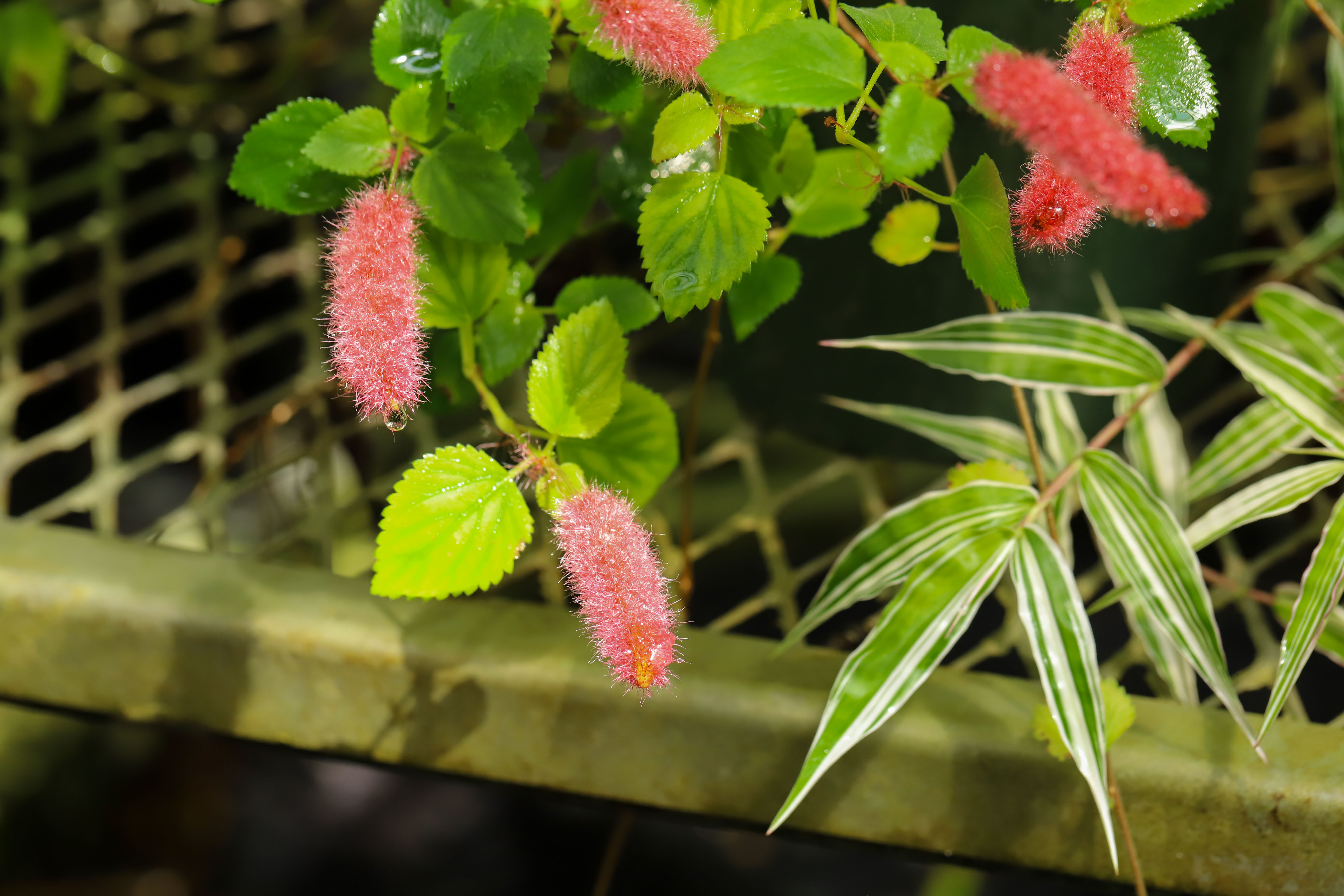 Acalypha chamaedrifolia