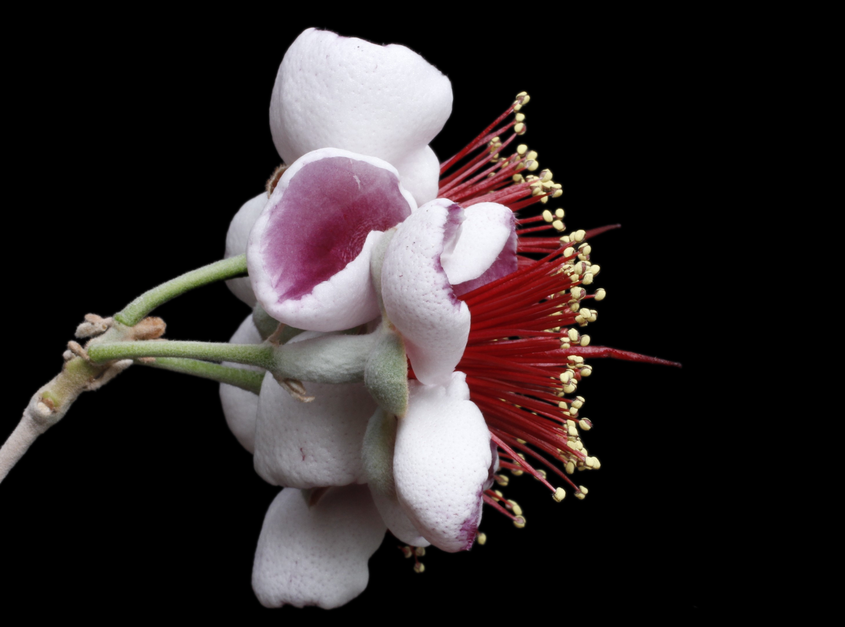 Acca sellowiana