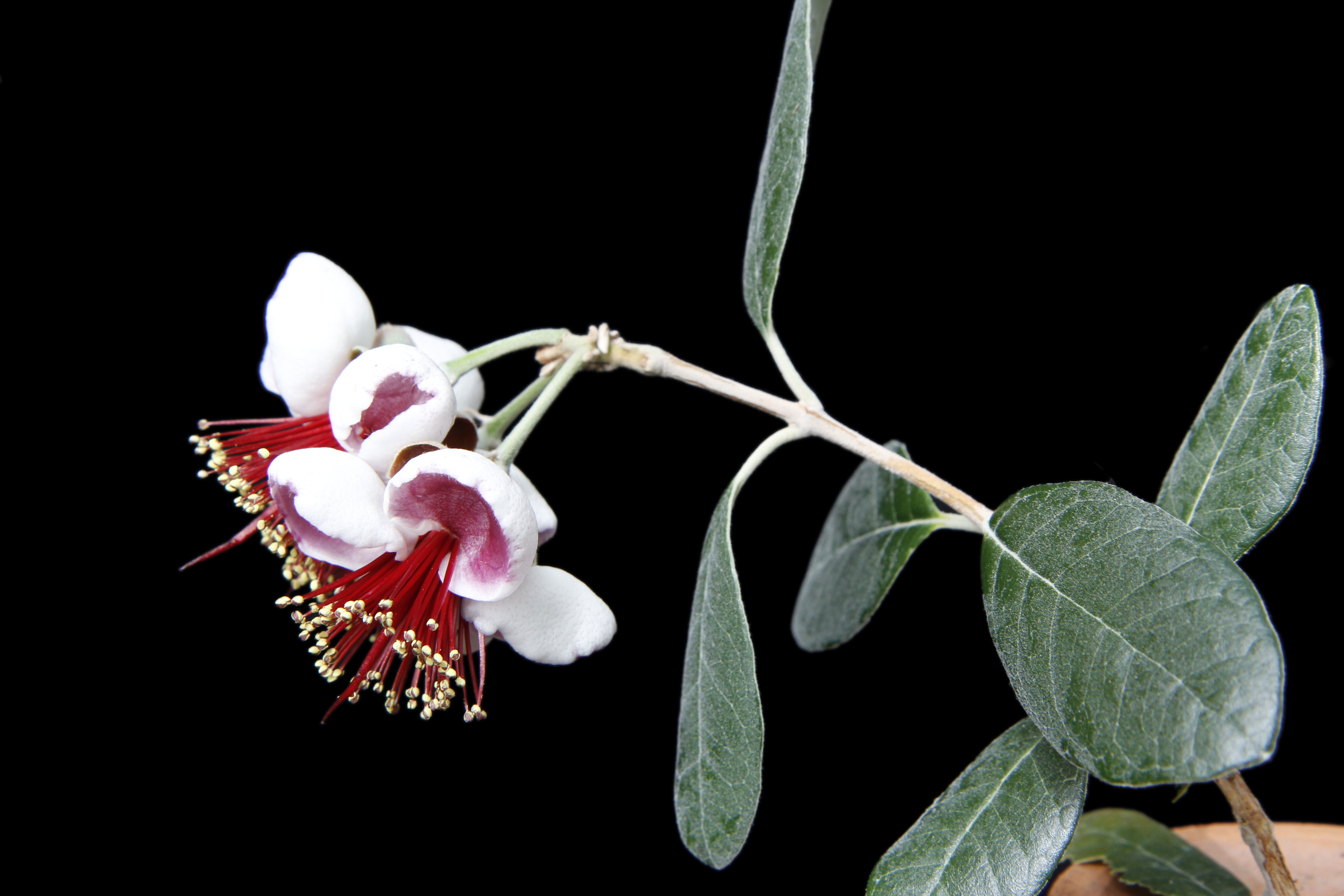 Acca sellowiana