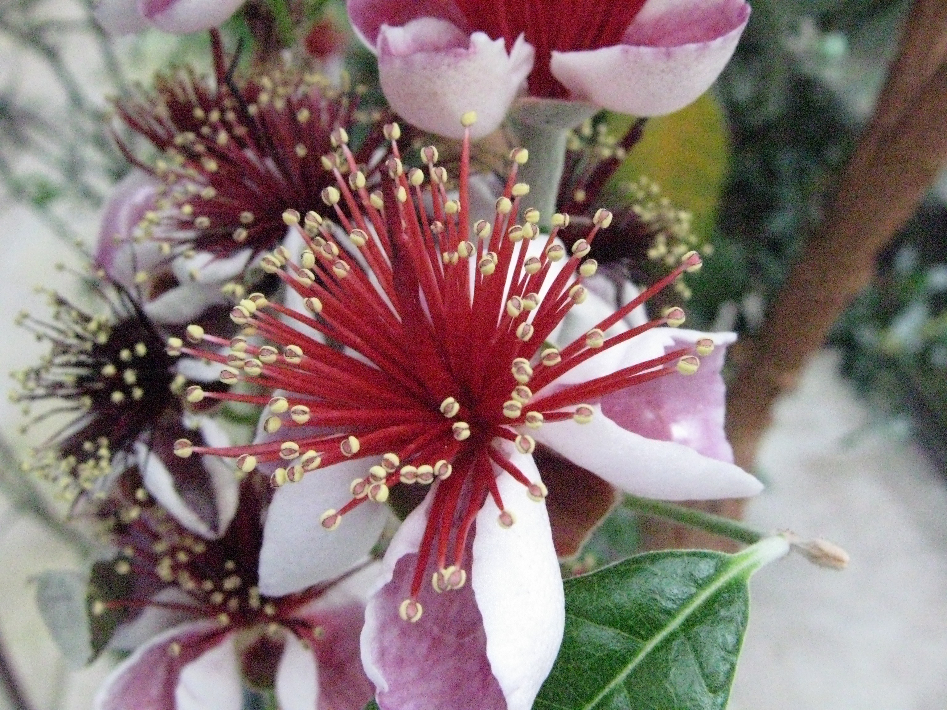 Acca sellowiana