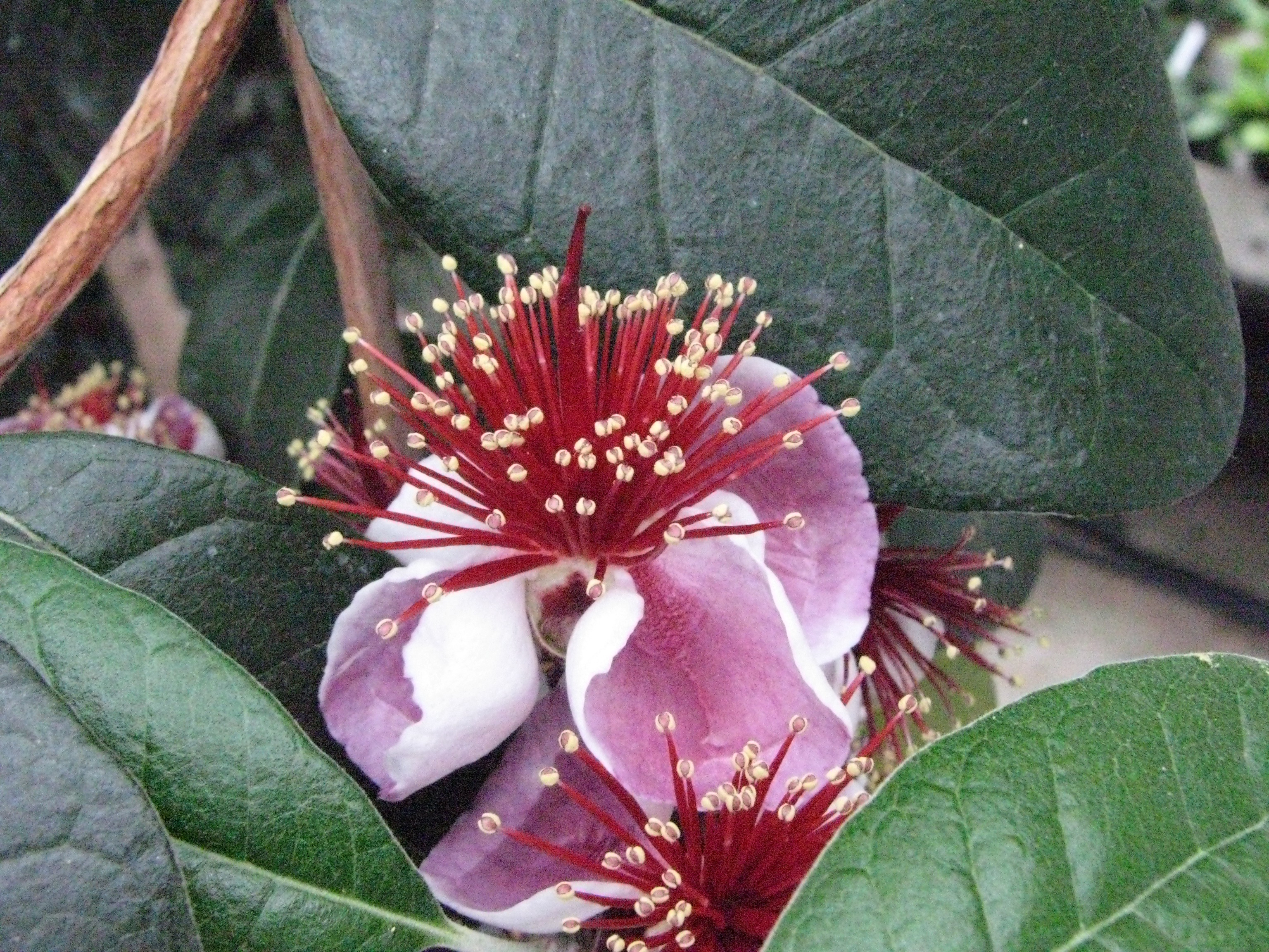 Acca sellowiana