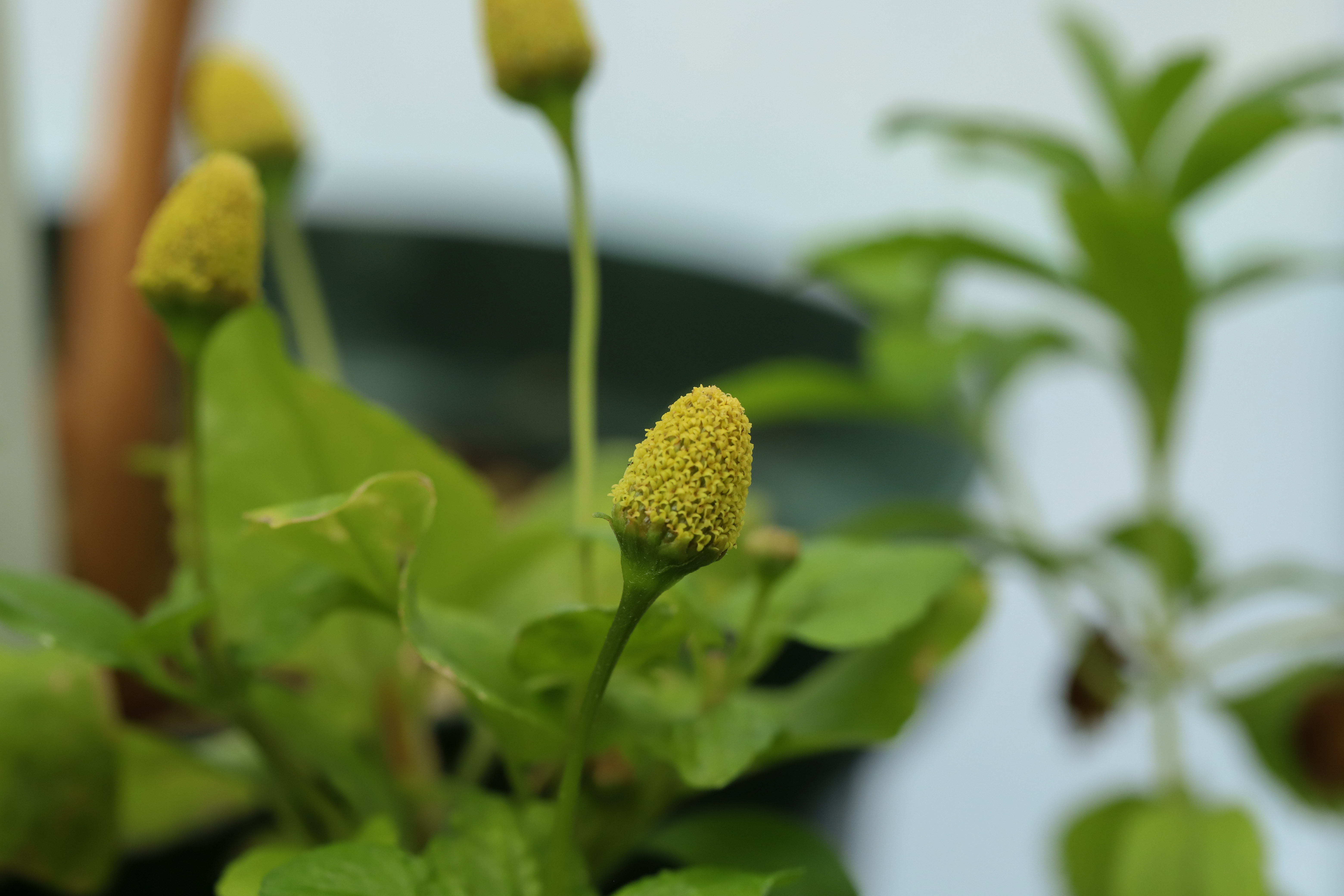 Acmella oleracea
