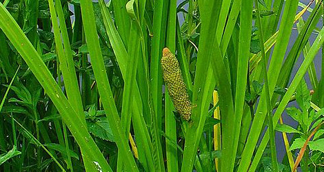 Acorus calamus