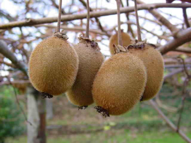 Actinidia deliciosa