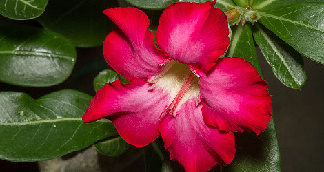 Adenium obesum