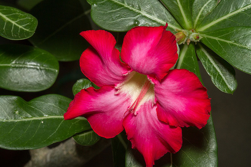 Adenium obesum