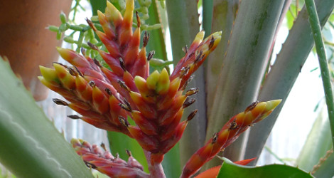 Aechmea chantinii