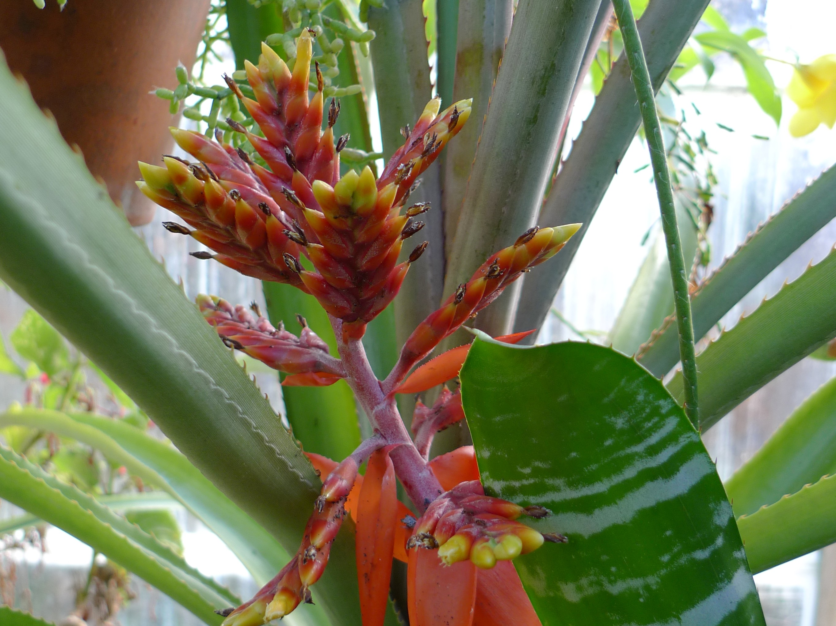 Aechmea chantinii