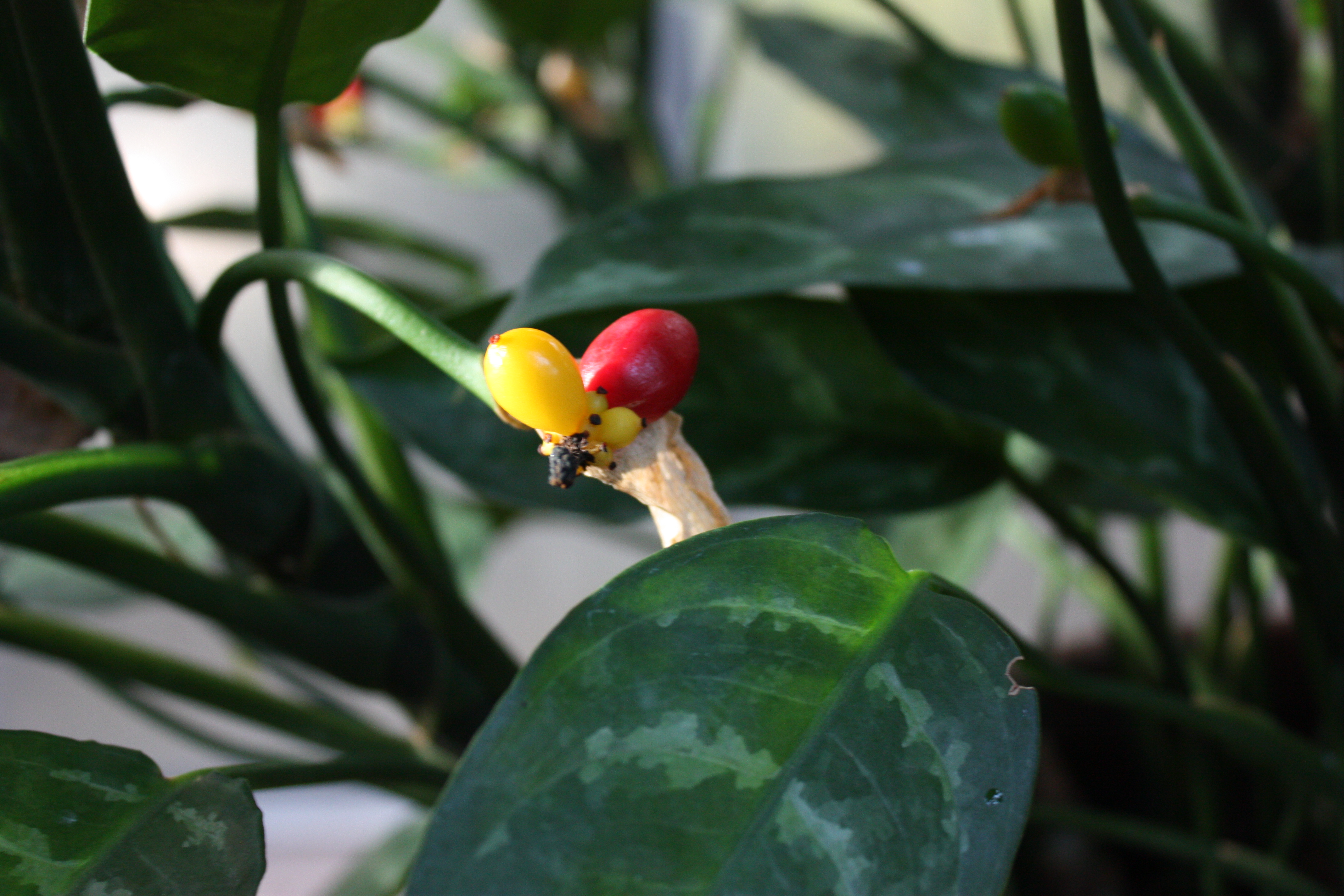 Aglaonema commutatum