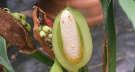 Aglaonema nitidum