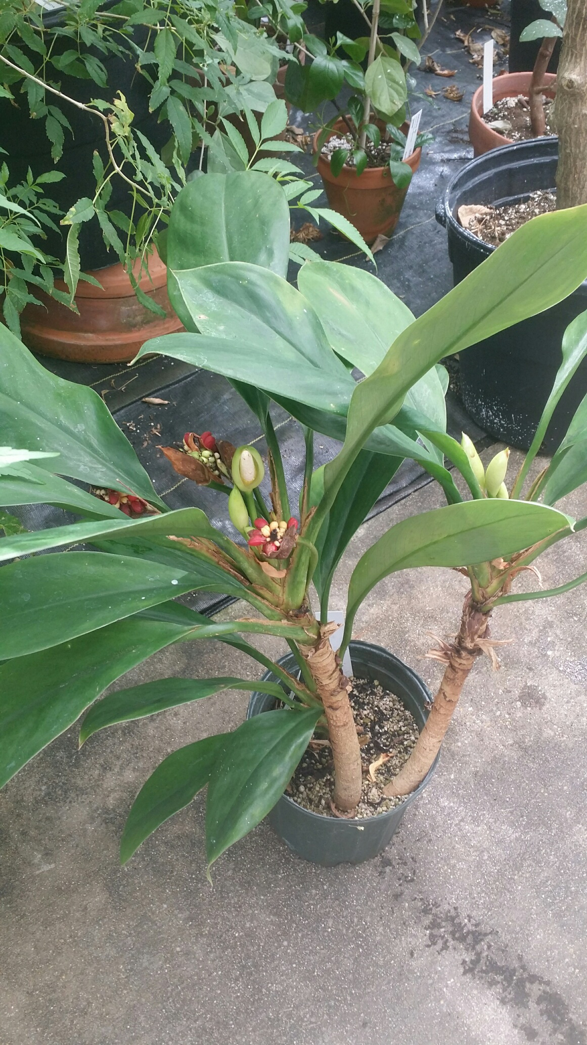 Aglaonema nitidum