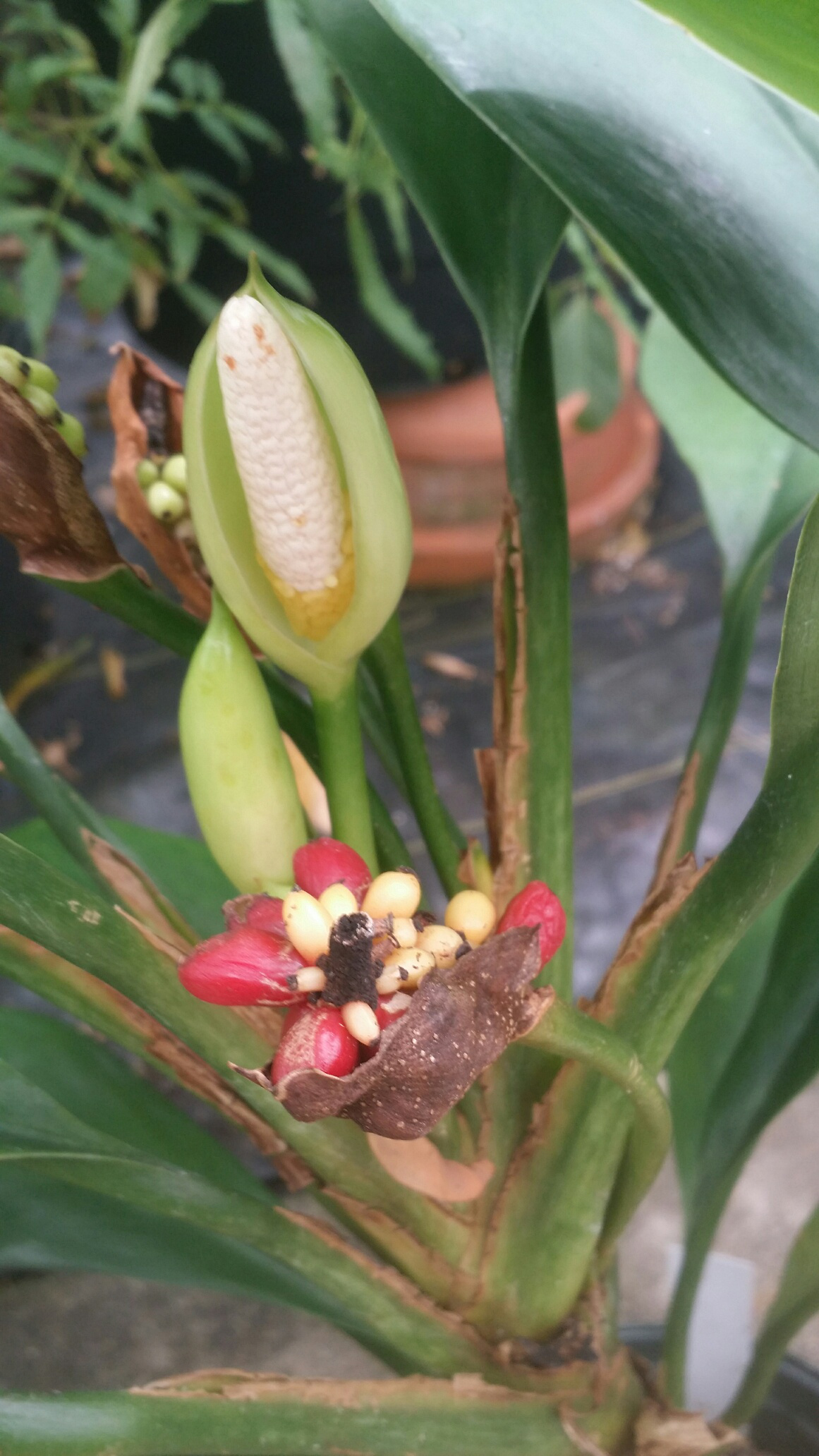 Aglaonema nitidum