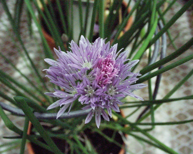Allium schoenoprasum