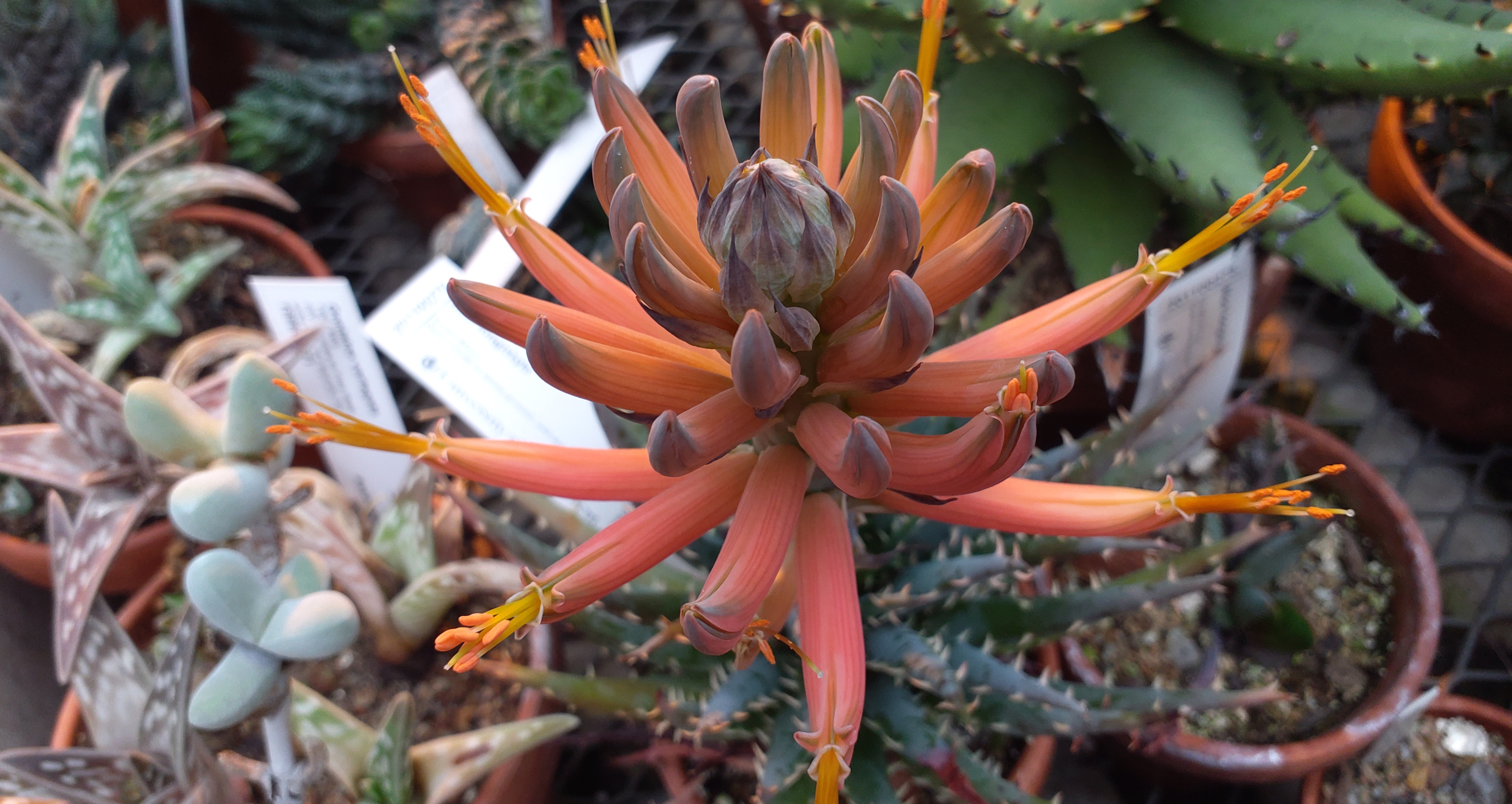 Aloe longistyla