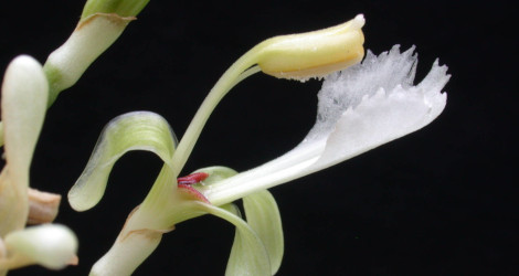 Alpinia galanga