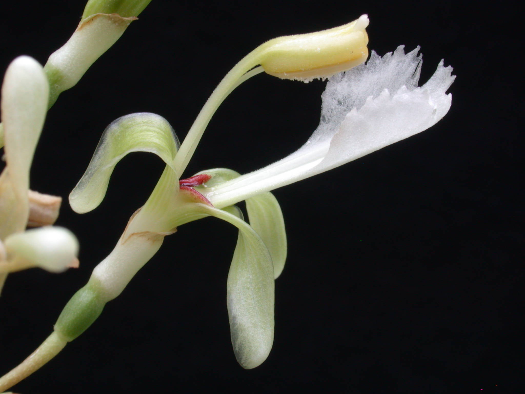 Alpinia galanga