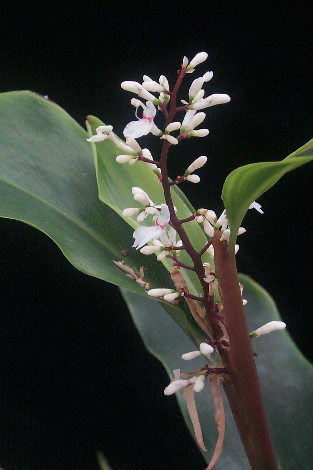 Alpinia oblongifolia