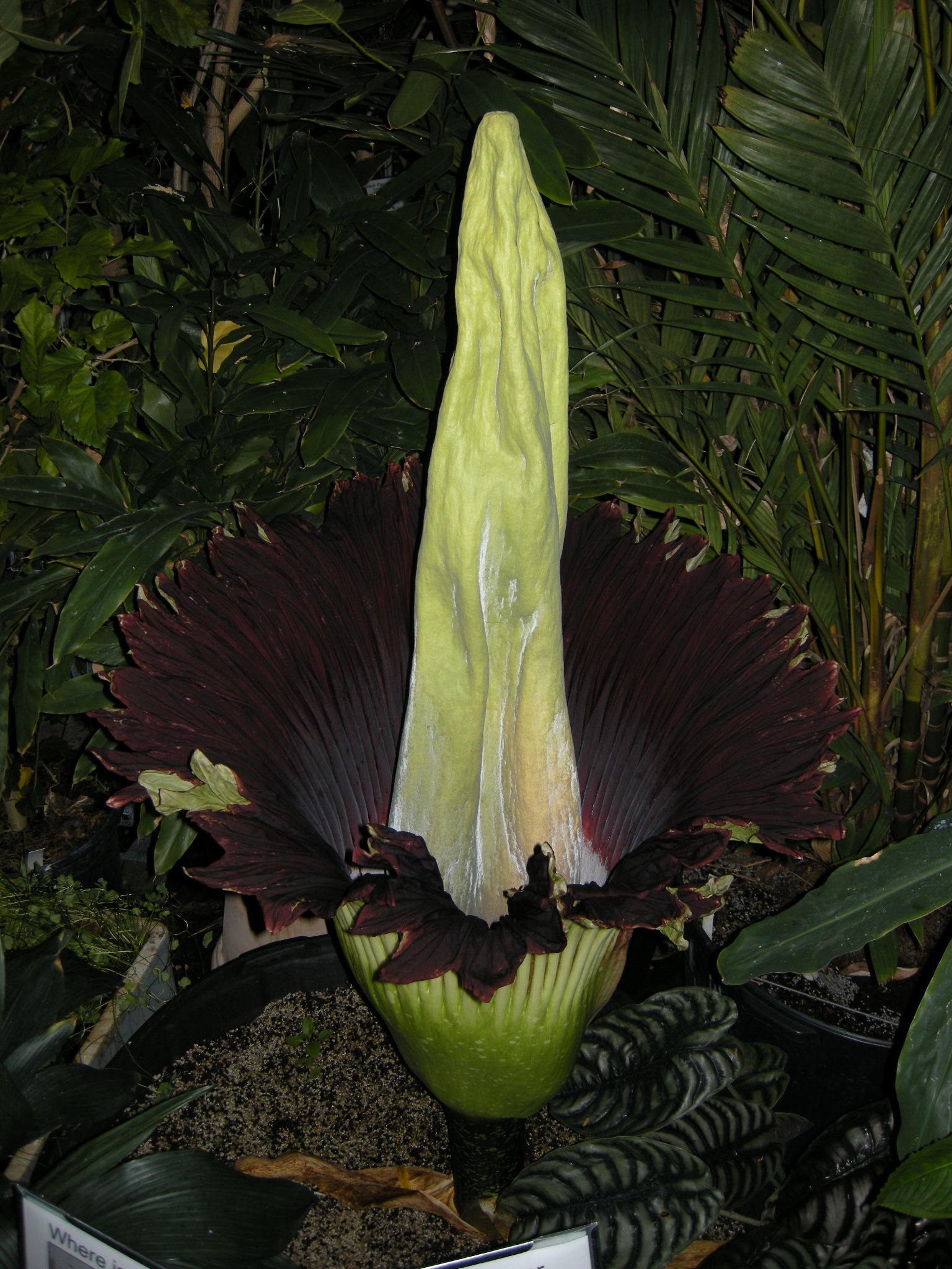 Amorphophallus titanum