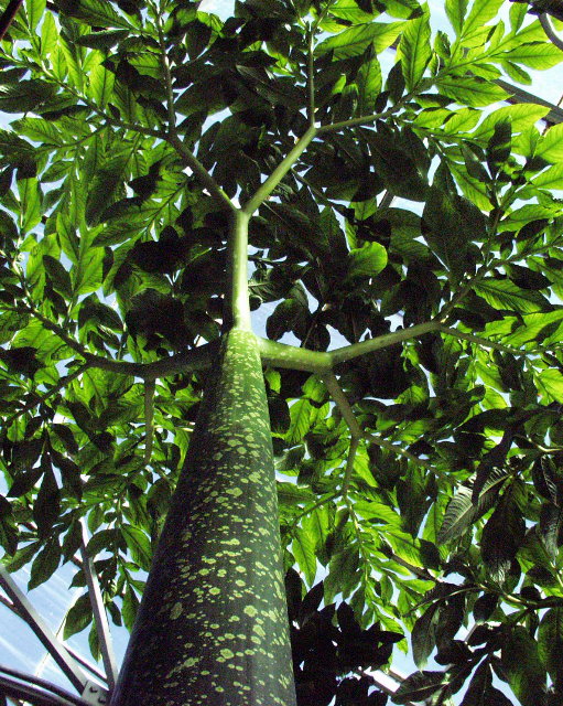 Amorphophallus titanum