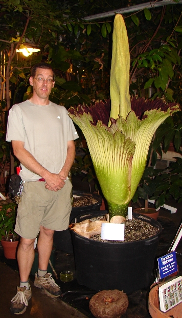 Amorphophallus titanum