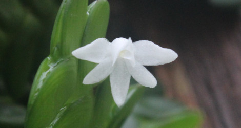 Angraecum distichum
