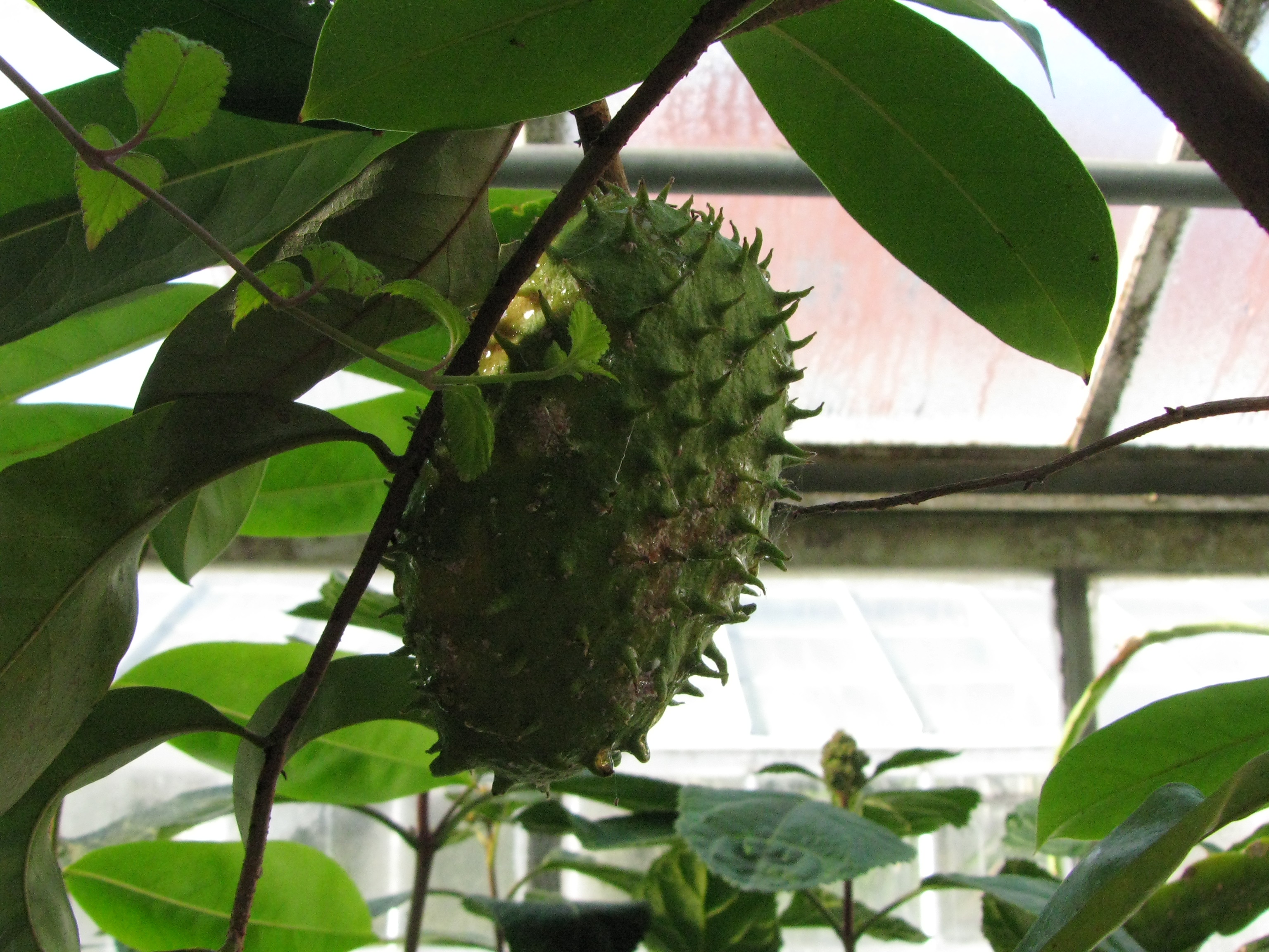 Annona muricata