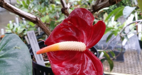 Anthurium andraeanum