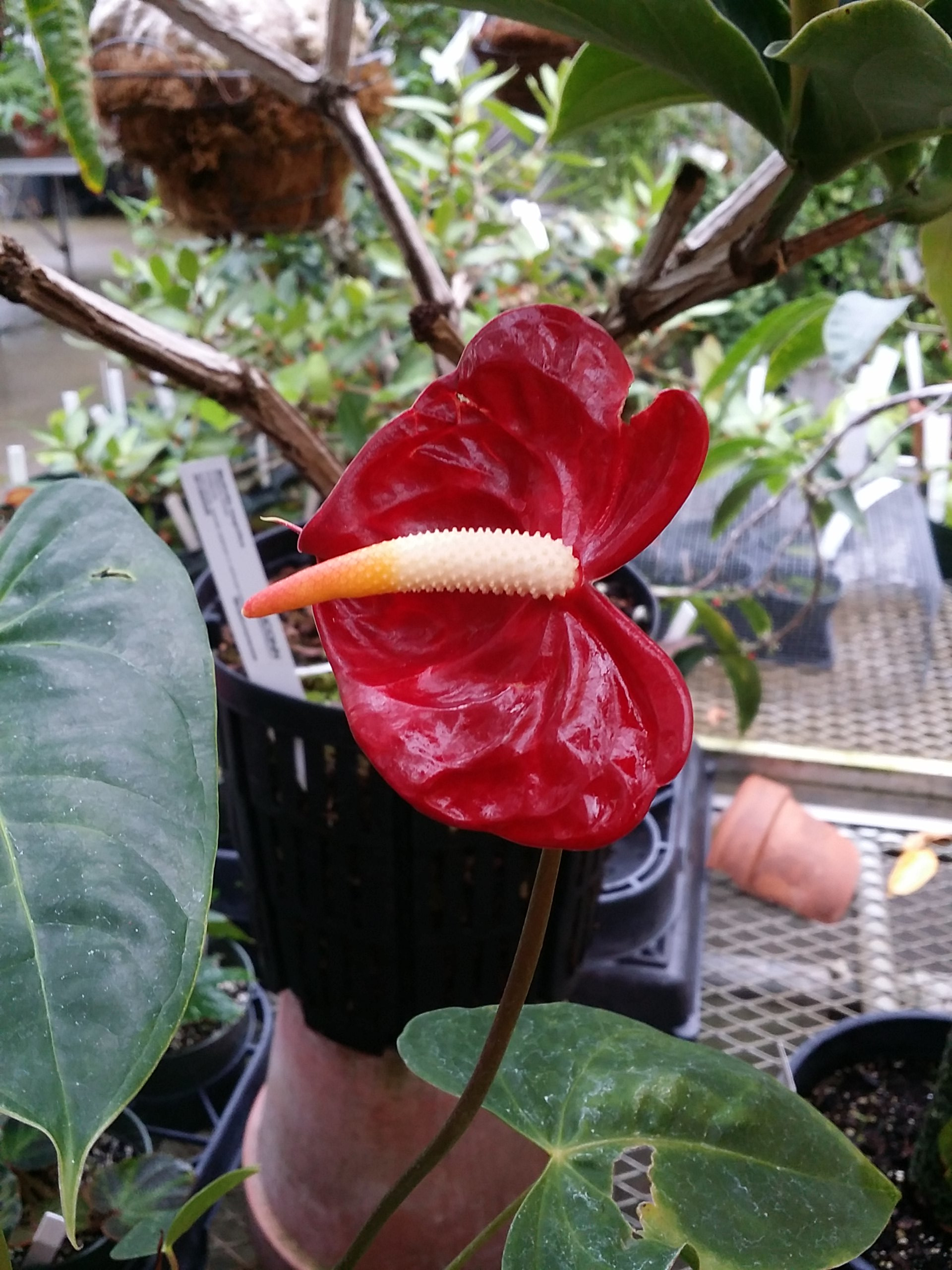 Anthurium andraeanum