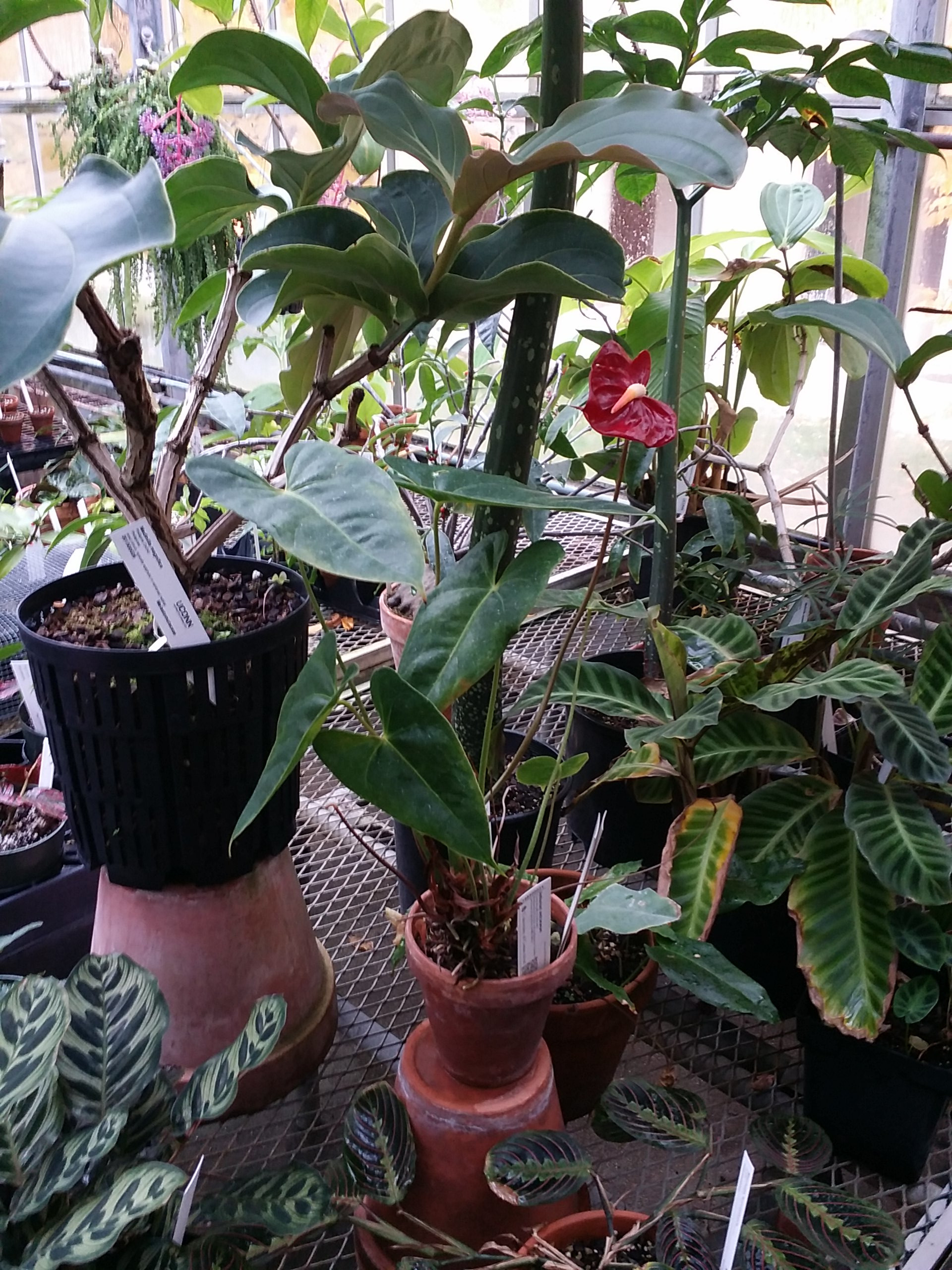 Anthurium andraeanum