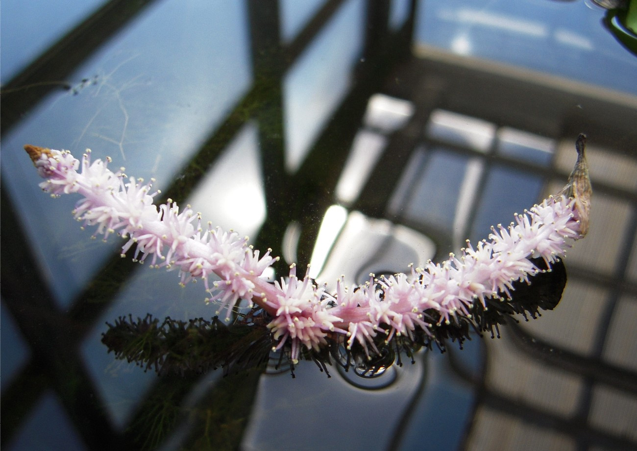 Aponogeton madagascariensis