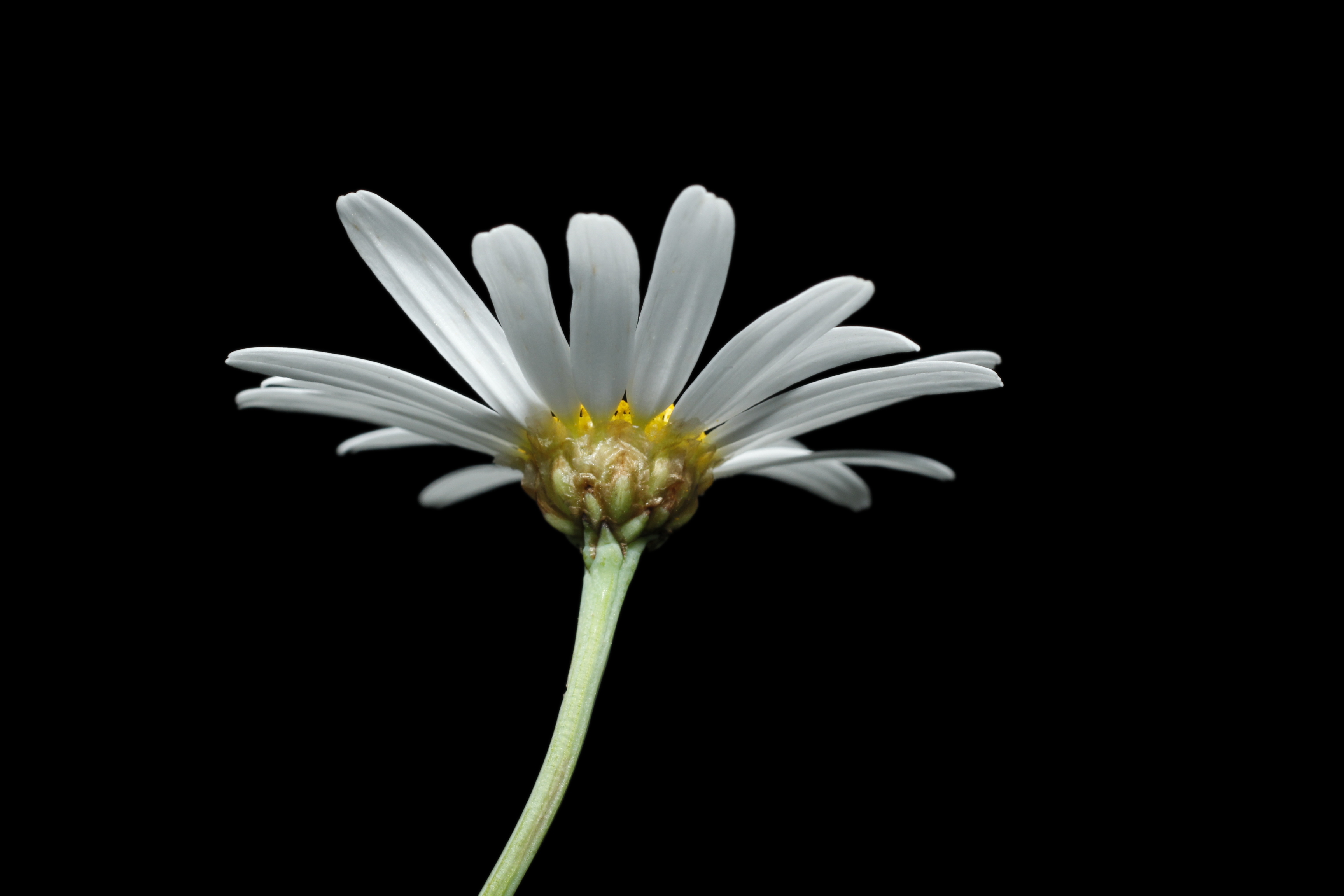 Argyranthemum foeniculaceum