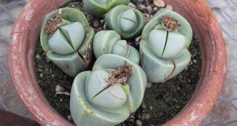 Argyroderma patens