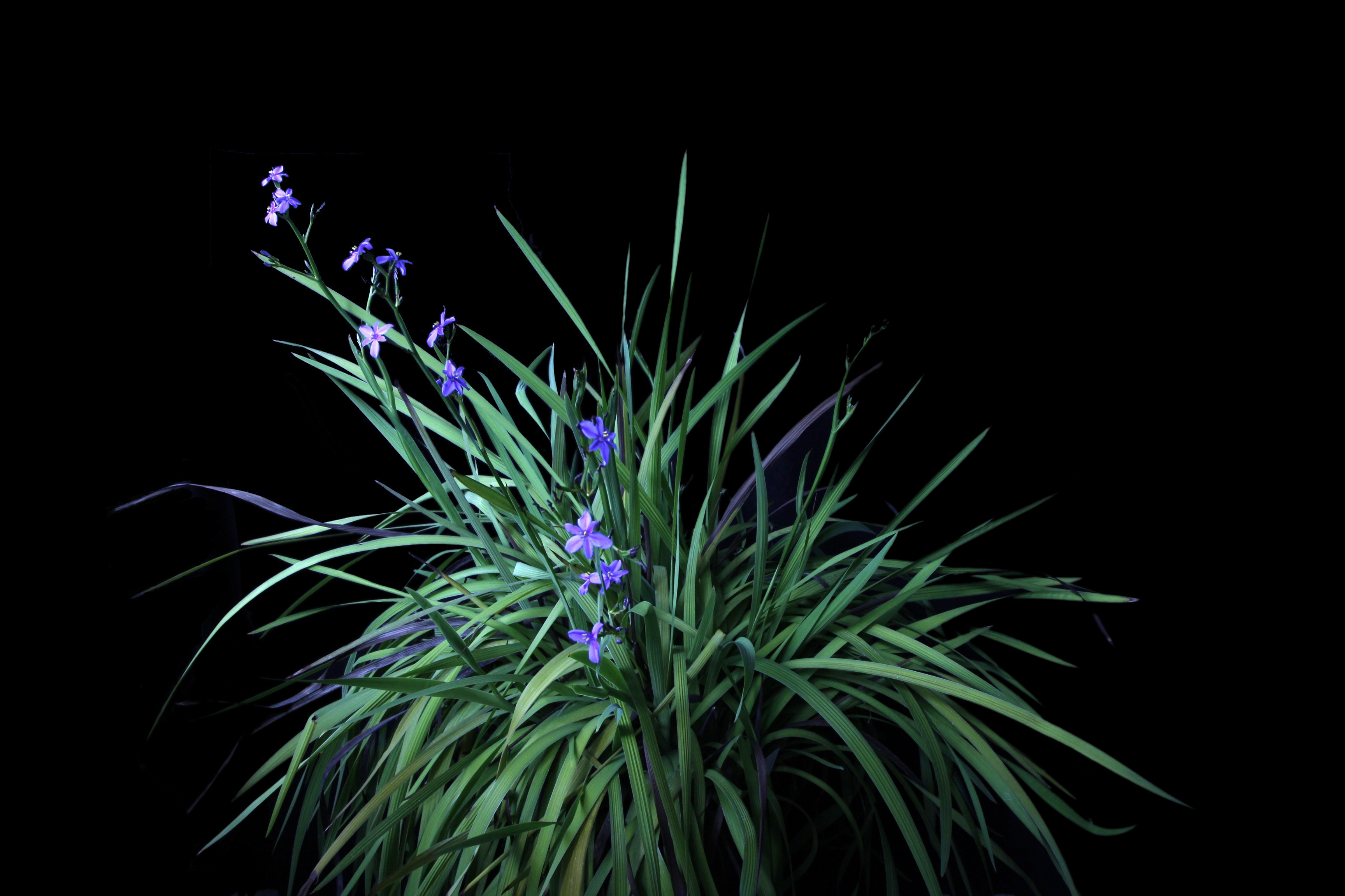 Aristea ecklonii