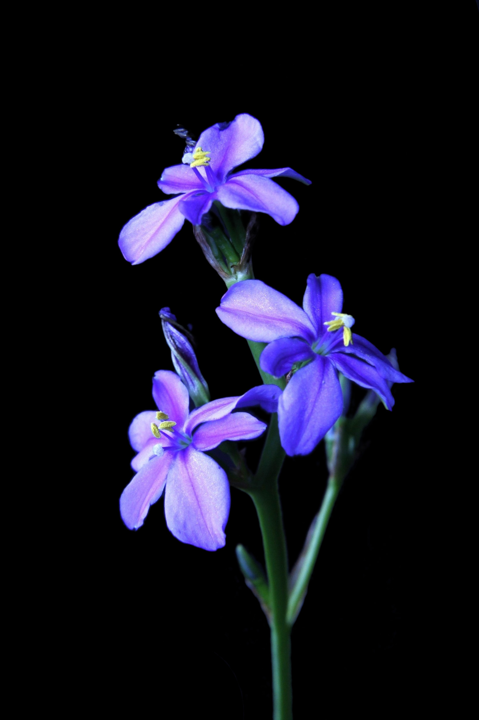Aristea ecklonii
