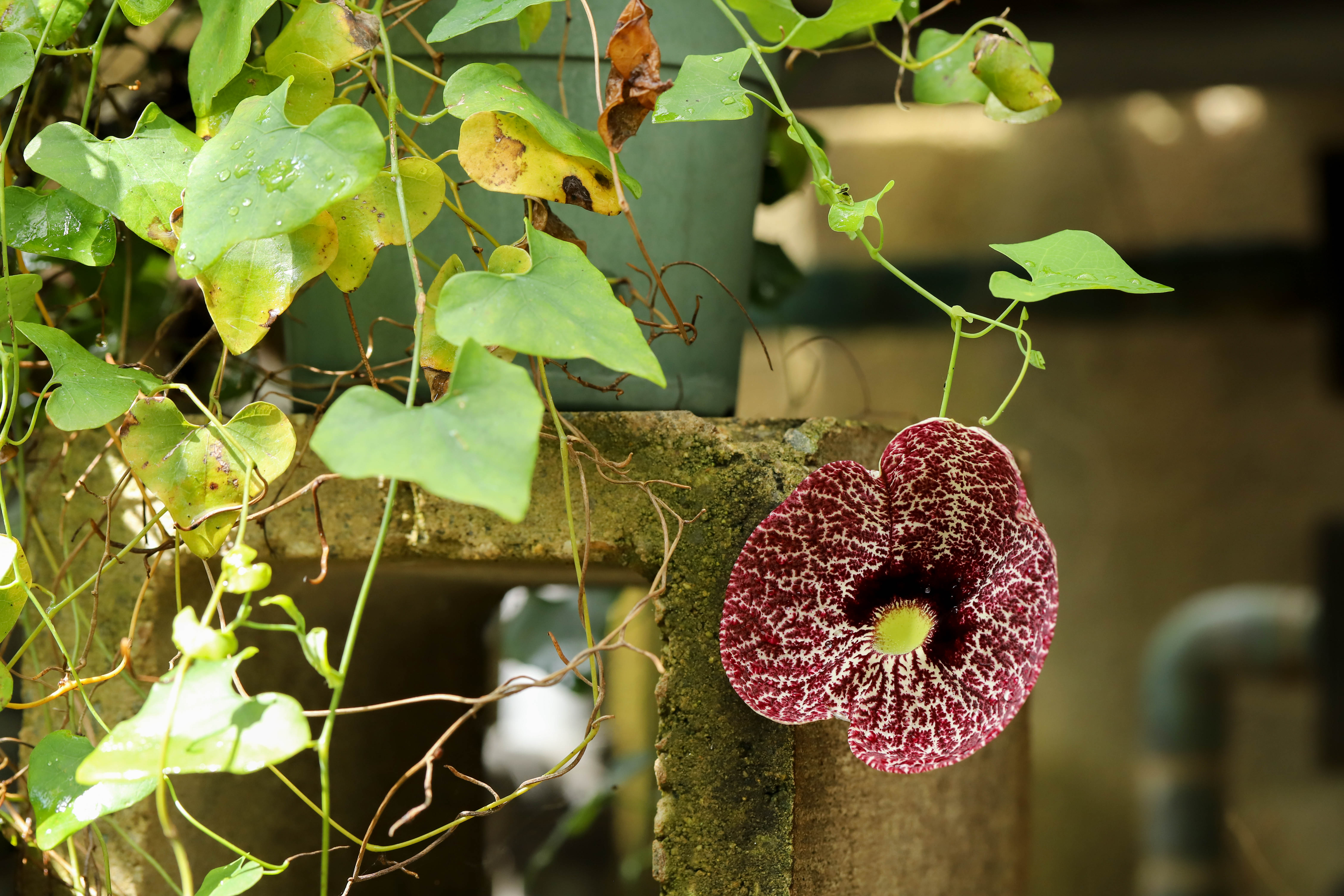 Aristolochia littoralis