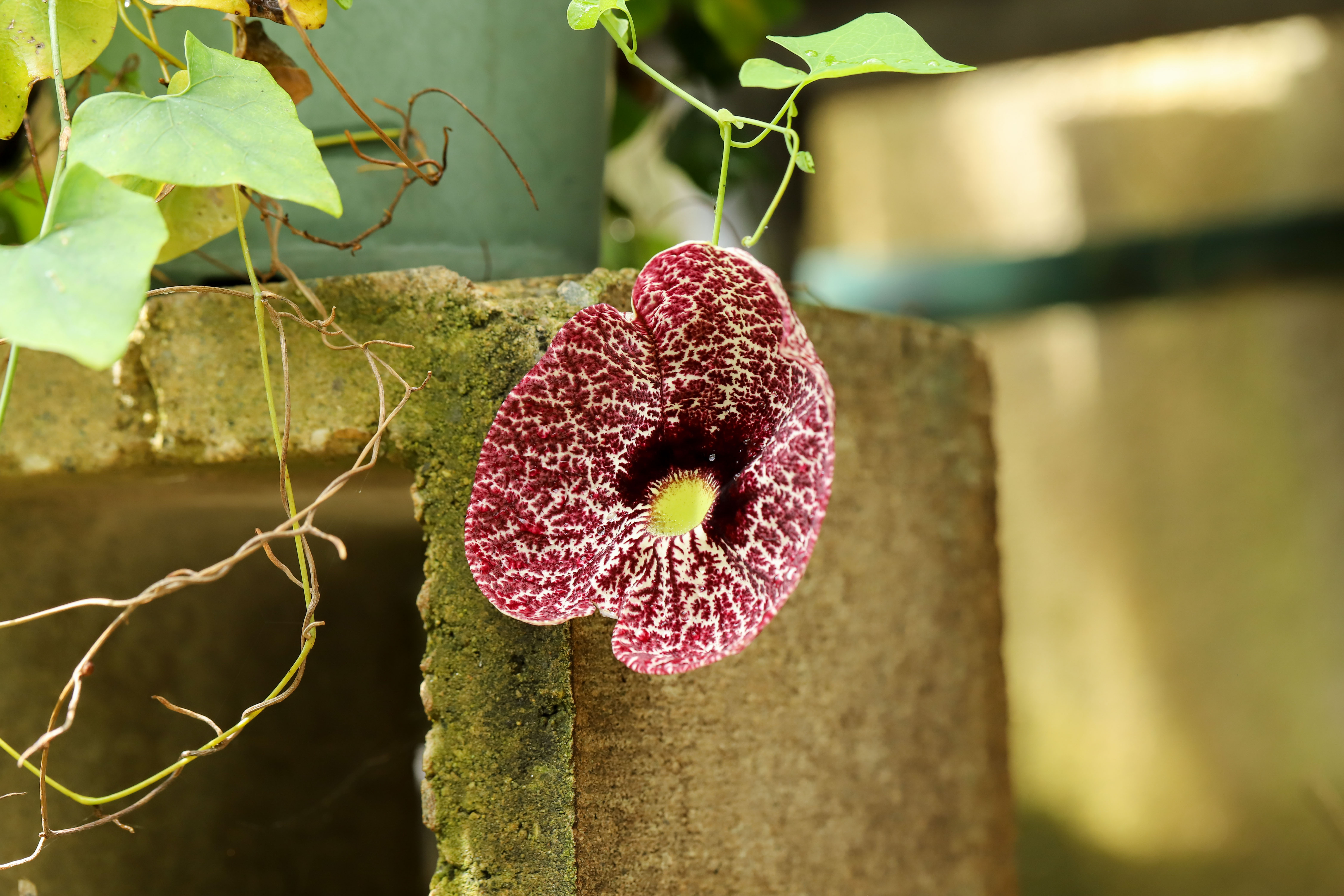 Aristolochia littoralis