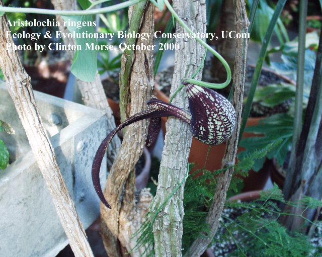 Aristolochia ringens