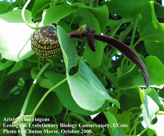 Aristolochia ringens