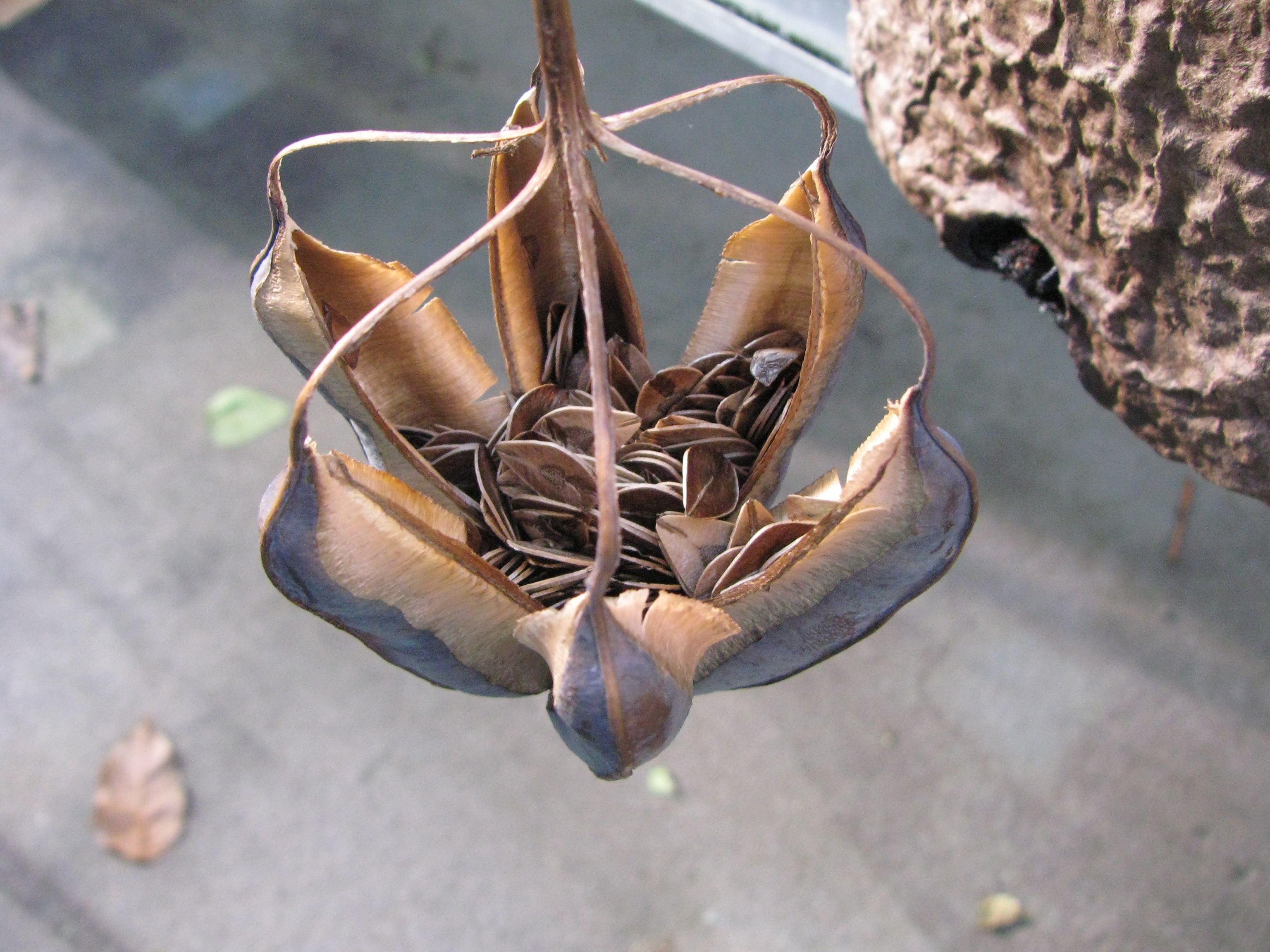 Aristolochia ringens