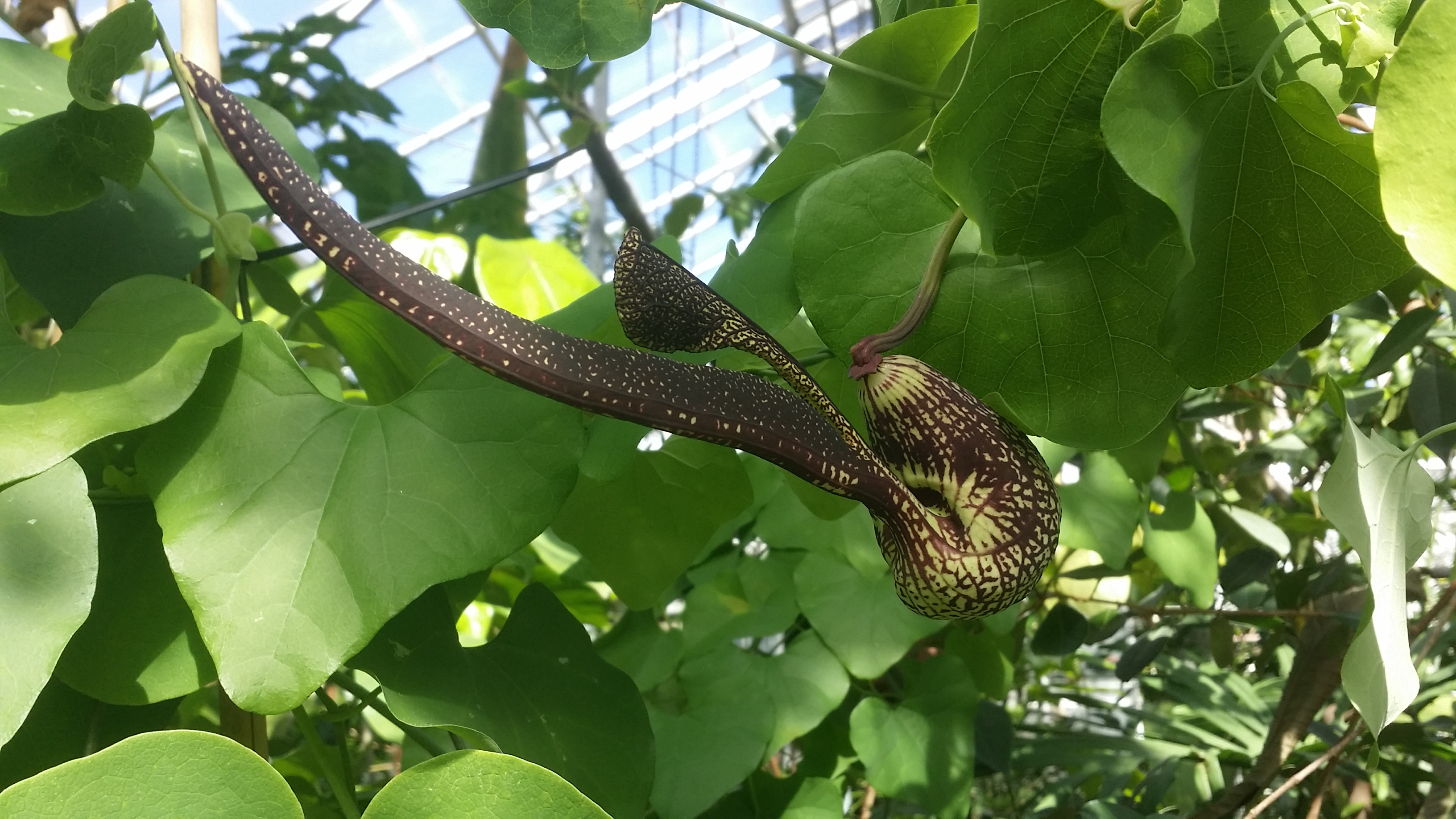 Aristolochia ringens