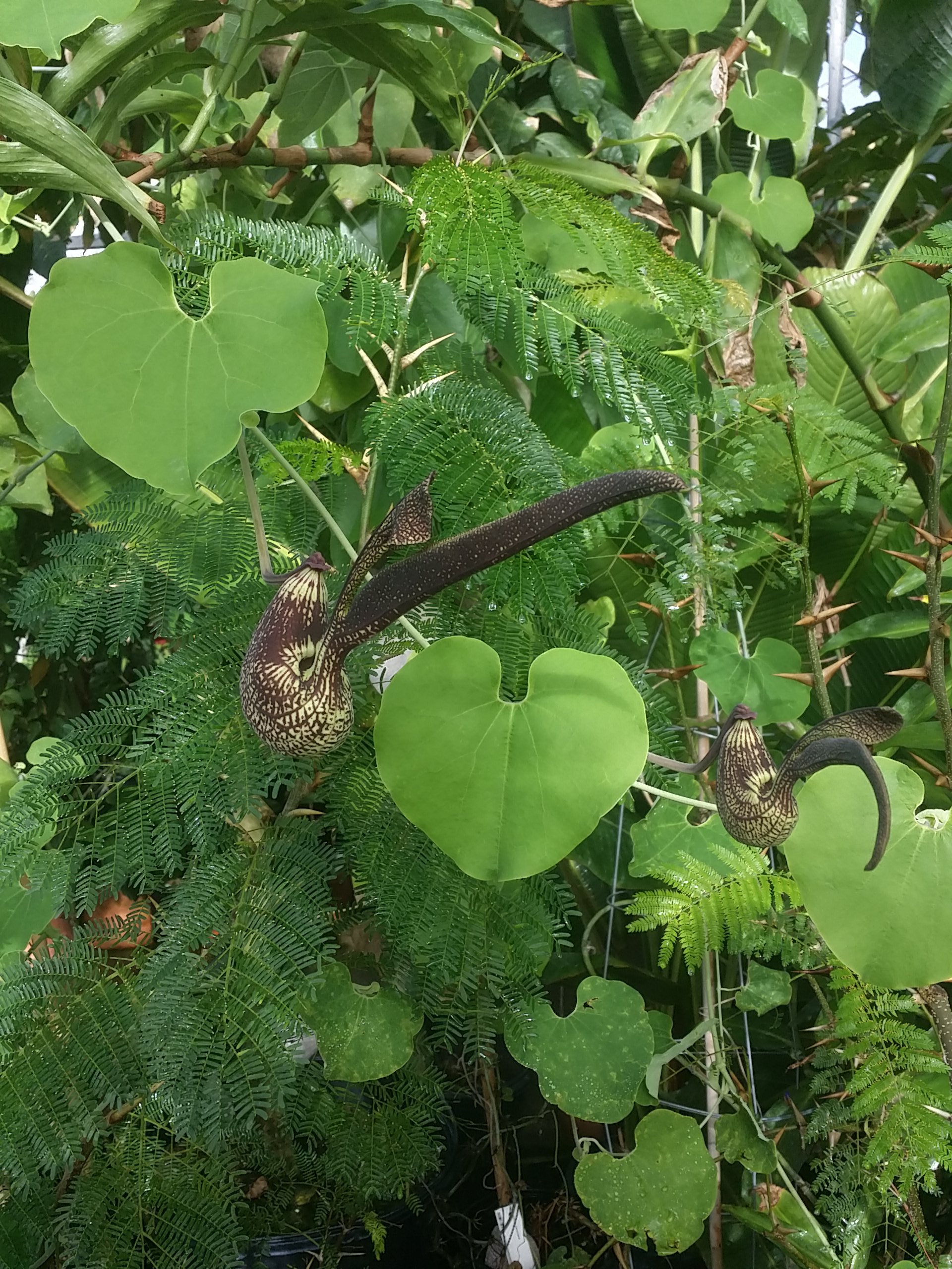 Aristolochia ringens