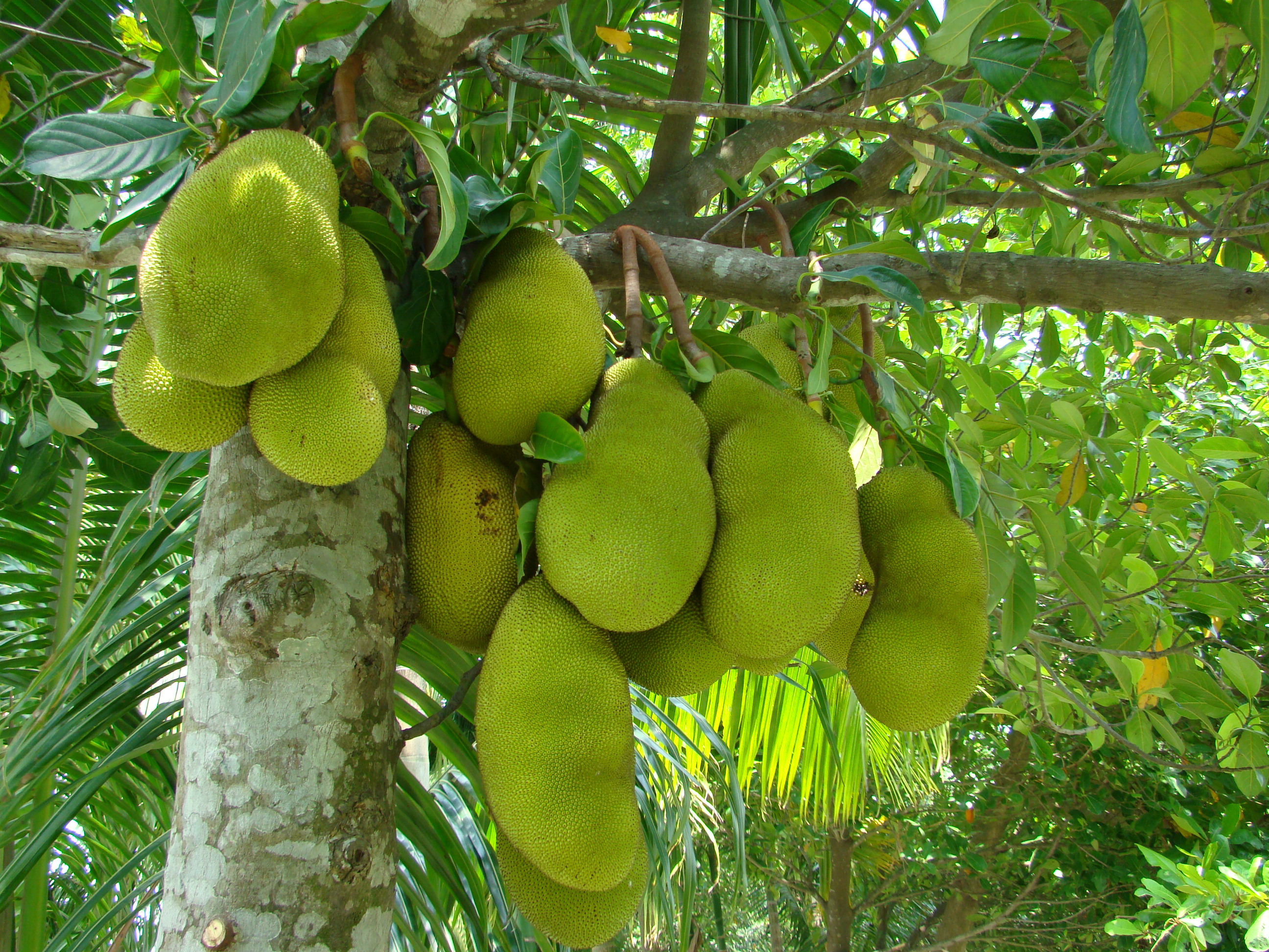 Artocarpus heterophyllus