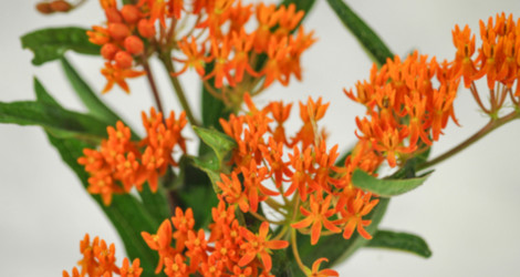 Asclepias tuberosa