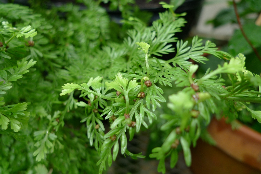 Asplenium bulbiferum