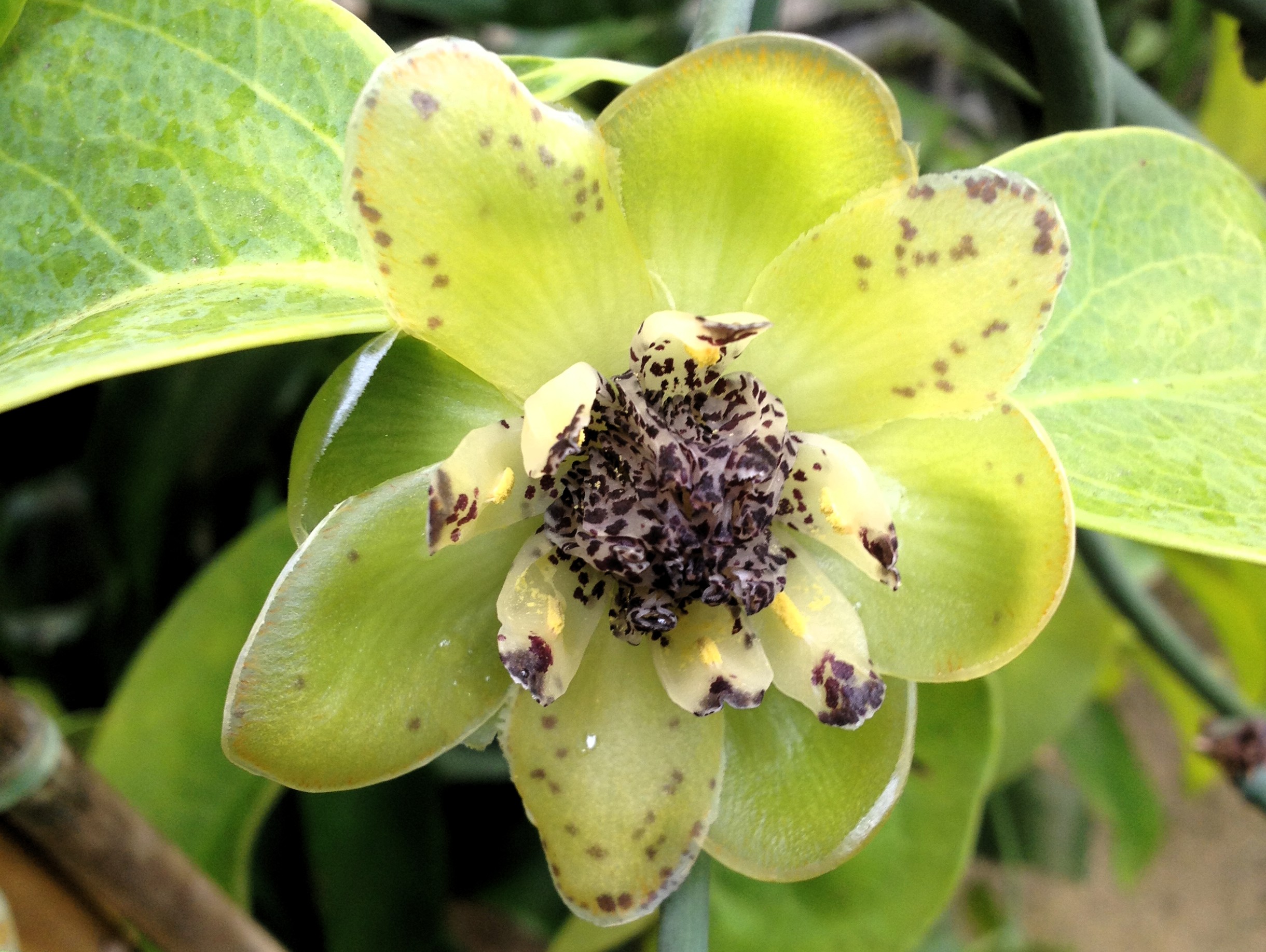 Austrobaileya scandens