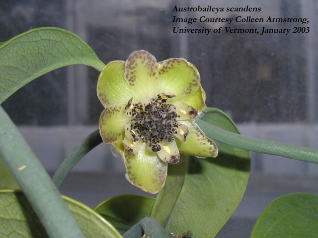 Austrobaileya scandens